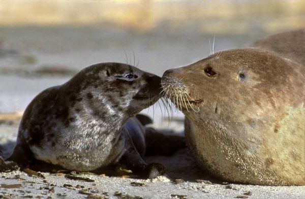 CA, La Jolla Wild harbor seal mother and pup